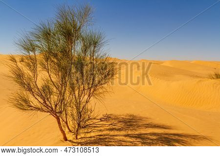 Wild  Solitary Tamarisk Tree  (tamarix )  Growing On A Sand Dune In The Sahara Desert. Desert Near T
