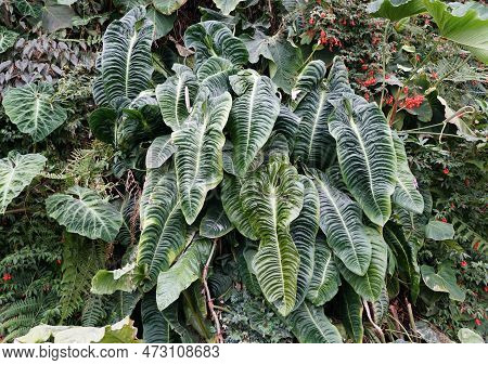 Beautiful Mature And Large Leaves Of Anthurium Veitchii, Also Known As King Anthurium