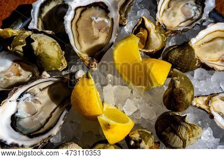 Fresh Oysters And Whelk Platter With Lemon On The Ice. High Quality Photo