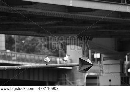 Closeup Shot Of Two Seagulls On A Steel Pole Above The River Maas In Venlo, Netherlands