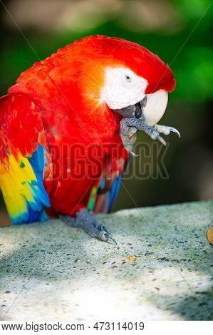 Photo Of Ara Macaw Parrot Clean Paw. Ara Macaw Parrot Bird. Ara Macaw Parrot Outdor.