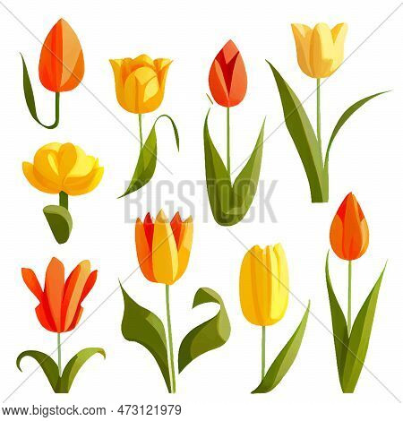 Set Vector Illustration Of Bloming Flowers Isolate Background International Womens Day And Spring Fe