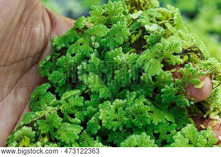 Azolla Microphylla Used An Ingredient In Animal Feed  Or As Compost