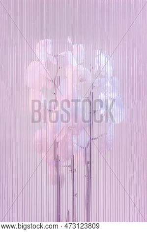 Tender Pink Orchid Close-up On A Pink Background In Neon Light Through Ribbed Plastic.