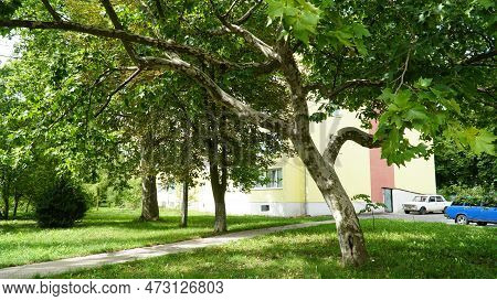 Sycamore Tree. Platanus Orientalis. Spotted Plane Tree Trunk Under Sunlight. Bottom View. Park Trees