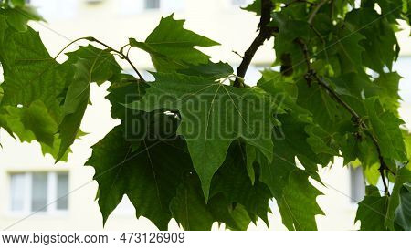 Leaves And Fruits Of Platanus Occidentalis, Also Known As American Sycamore. Leaves And Fruits Of Pl