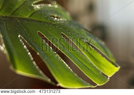 Close Up Of Water Drops On Fresh Monstera Minima Or Rhaphidophora Tetrasperma Houseplant Leaf Indoor