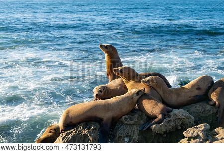 Sealion In Wildlife At Sea. Sealion In Wildlife At Ocean. California Sealion In Wildlife Nature