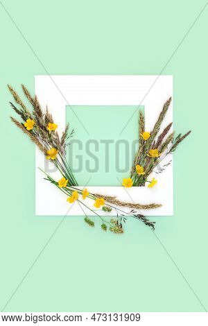 Buttercup Wildflower And Meadow Grass Background Border Frame On Green. Minimal Summer Nature Organi
