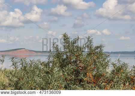 Bushes Of Ripe Sea Buckthorn On The Shore Of The Lake.lake Surrounded By Green Forest, Red Mountain 