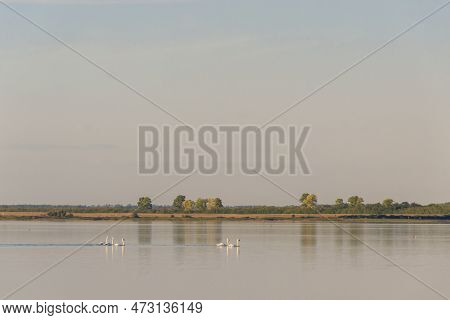 A Family Of Swans Floating On A Lake, Close Up. Nature Animals Landscape. Green Forest On Background