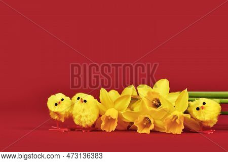 Small Decorative Easter Chickens And Daffodil Spring Flowers On Red Background