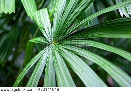 Mangrove Fan Palm Leaf, Licuala Spinosa
