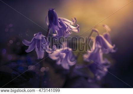 Flowers. Violet Bells. Garden Flowers. Purple Flowers. Blooming Flowers. Floral Compositions. Artist