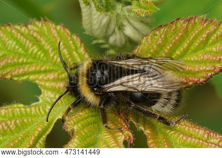 Detailed Closeup On A Hairy Male Large Forest Cuckoo Bumblebee , Bombus Sylvestris, Sitting On Green