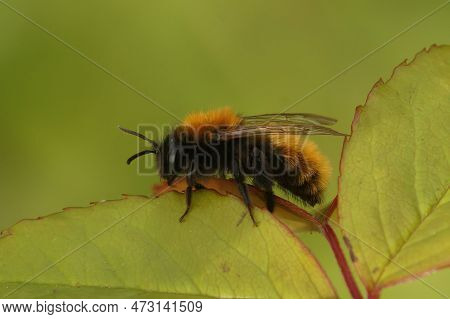Natural Closeup On A Female Tawny Mining Bee , Andrena Fulva, Sitting On A Green Leaf