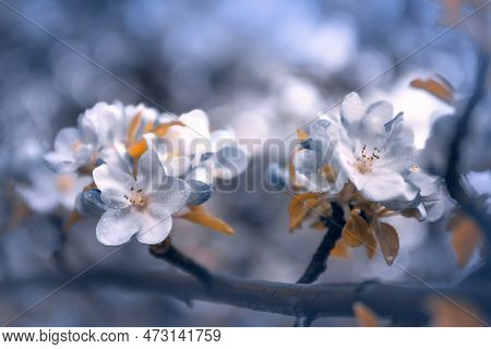 Flowers. Spring. Cherries. White Cherry Blossoms. Spring Gardens With Blooming Trees. Spring Garden.