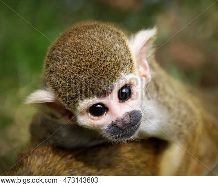 Squirrel Monkey Observing The World From The Back Of Its Mother