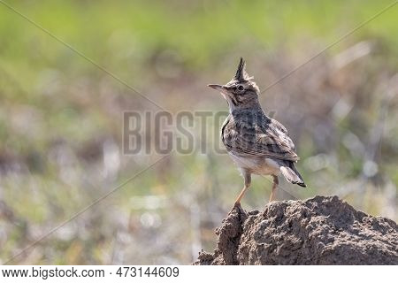 The Crested Lark Or Galerida Cristata Common Small Grey Brown Bird On The Green Sunny Background.