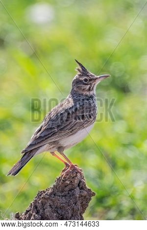 The Crested Lark Or Galerida Cristata Common Small Grey Brown Bird On The Green Sunny Background.
