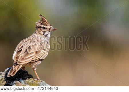 The Crested Lark Or Galerida Cristata Common Small Grey Brown Bird On The Green Sunny Background.