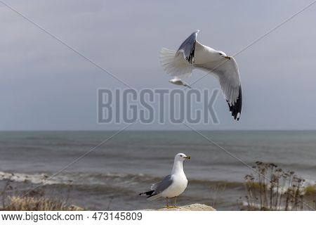 The Herring Gull (larus Argentatus) On The Shore Od Lake Michigan In Wisconsin