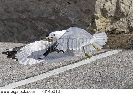 The Herring Gull (larus Argentatus) On The Shore Od Lake Michigan In Wisconsin