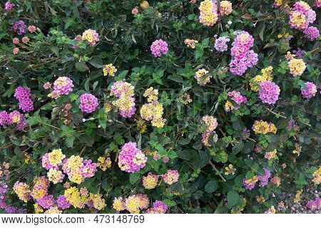 Blooming Lantana Montevidensis Used In Desert Style Xeriscaping, Natural Colorful Backdrop