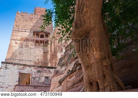 Ancient Old Tree And Jharokha, Stone Window Projecting From The Wall Face Of A Building, In An Upper