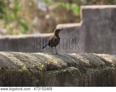 Rajkot, Gujarat, India. March-04-2023. Indian Robin (copsychus Fulicatus) Female Bird.
