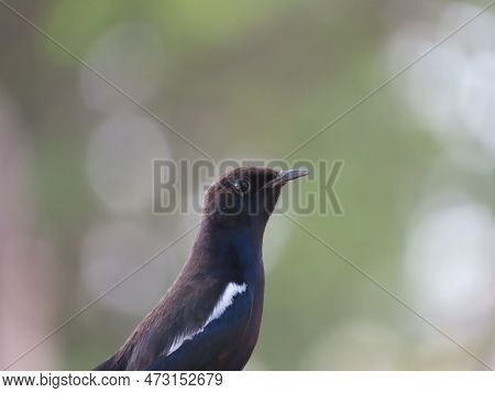 Rajkot, Gujarat, India. March-04-2023. Indian Robin (copsychus Fulicatus) Male Bird.