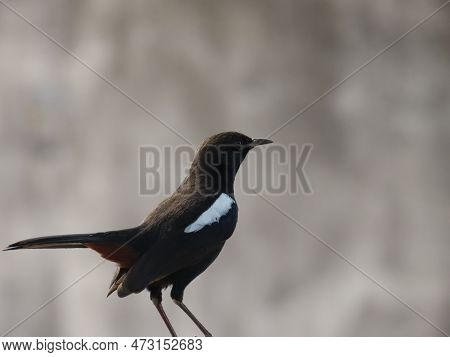 Rajkot, Gujarat, India. March-04-2023. Indian Robin (copsychus Fulicatus).