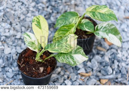 Closeup To Rhaphidophora Puberula Variegated In The Pot