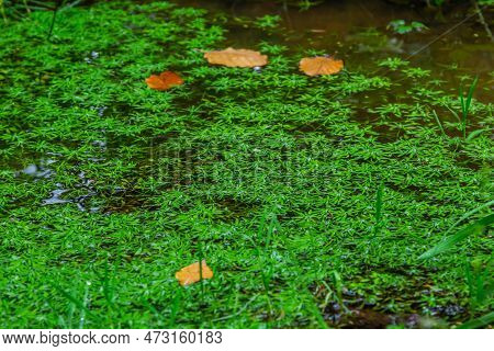 Callitriche Palustris A Marsh Grass. Underwater Plants With Floating Rosettes Or Growing On Wet Mud.