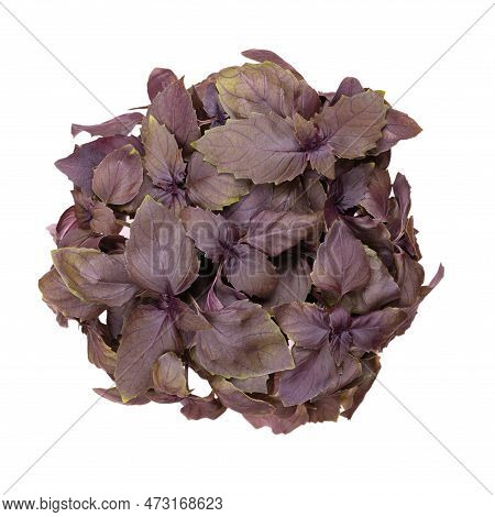 Red Rubin Basil From Above, Isolated Over White. Fresh Ocimum Basilicum Purpurascens, A Variation Of