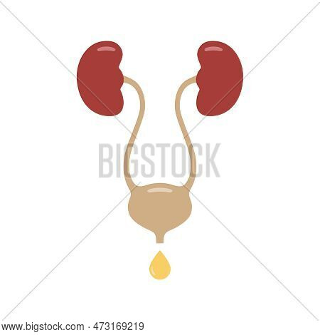 Urinary System Graphic Icon. Human Organs: Kidneys, Ureters And Bladder Sign. Urological Symbol Isol