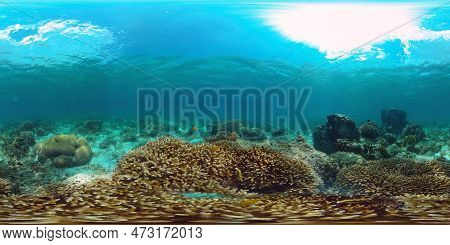 Underwater Fish Garden Reef. Reef Coral Scene. Seascape Under Water. Philippines. Virtual Reality 36