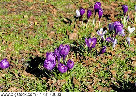 Field With Crocuses Flowers. The Crocus Flavus In Lytham, Lytham St Annes, Fylde Coast, Lancashire U