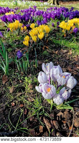 Field With Crocuses Flowers. The Crocus Flavus In Lytham, Lytham St Annes, Fylde Coast, Lancashire U