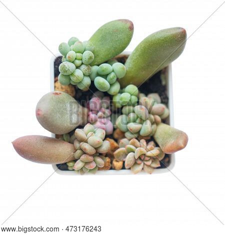 Propagating Succulents From Leaves. Echeveria, Sedum And Pachyphytum Rosette Flowers In Pot, Arrange