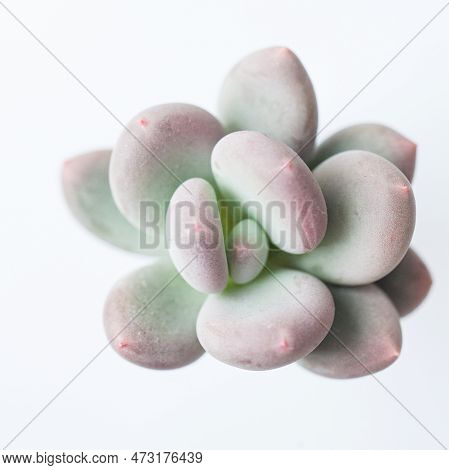 Succulent Flower. Pastel Color Pachyphytum Or Pachyveria Blue Haze Plant, Top View