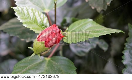 Hibiscus Rosa Sinensis Flower Buds Known As China Rose, Hawaiian Hibiscus, Rose Mallow, Shoeblack