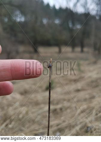 Tick Brown Sitting On Blade Of Grass Stalk And Waiting For The Victim