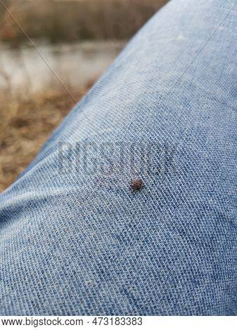 A Small Deer Tick Found On The Blue Jeans, Pant Leg Of A Man.