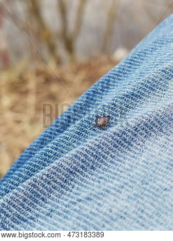 A Small Deer Tick Found On The Blue Jeans, Pant Leg Of A Man.