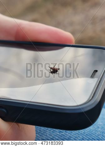 Tick Brown Lays On The Smartphone Display In Spring Forest.