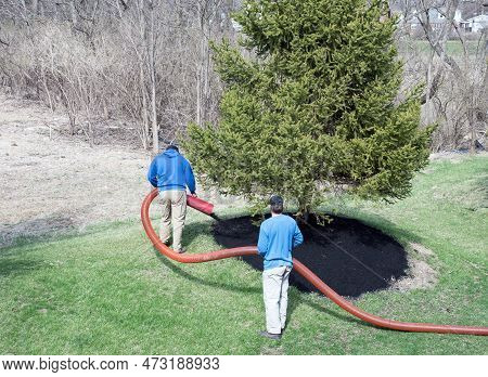Landscaping Crew Blowing Mulch Under Evergreen Tree