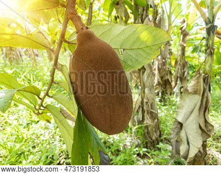 Exotic Cupuaçu (theobroma Grandiflorum) Fruit On Tree, Super Amazonian Fruit.