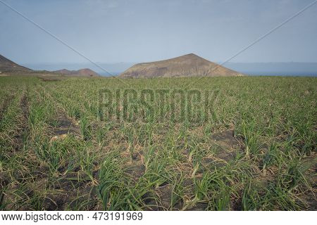 Crop Field With Onions. Agriculture On Lanzarote, One Of The Canary Islands.