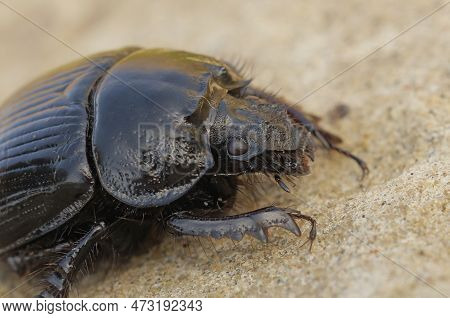 A Detailed Closeup On A Black Minotaur Beetle, Typhaeus Typhoeus